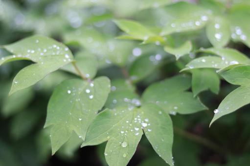 Rain and dew, JPG Rain and dew, JPG