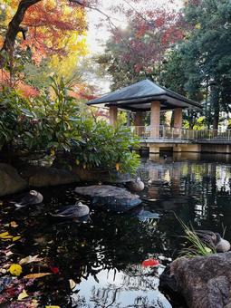 秋の公園の紅葉の水面と鴨 秋の公園の紅葉の水面と鴨 カモ,鳥,浮かぶの写真素材