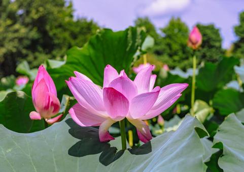 古代ハスの花6ー26 古代ハスの花6ー26の写真