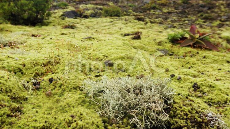 地衣類と苔1 地衣類,苔,植物の写真素材