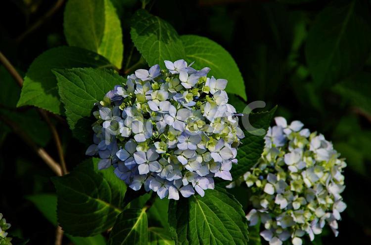 アジサイの季節 アジサイ,紫陽花,鮮やかの写真素材
