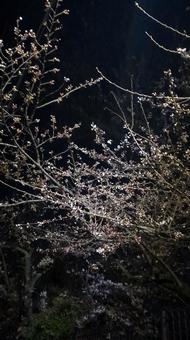 公園に咲く夜桜 公園に咲く夜桜の写真