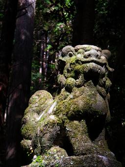 龍穴神社の狛犬 狛犬,こまいぬ,神社の写真素材