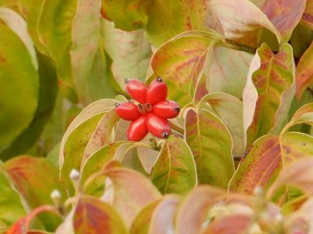 【花の写真】ハナミズキの実 【花の写真】ハナミズキの実 ハナミズキ,花水木,植物の写真素材