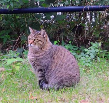 お澄まし顔の写真