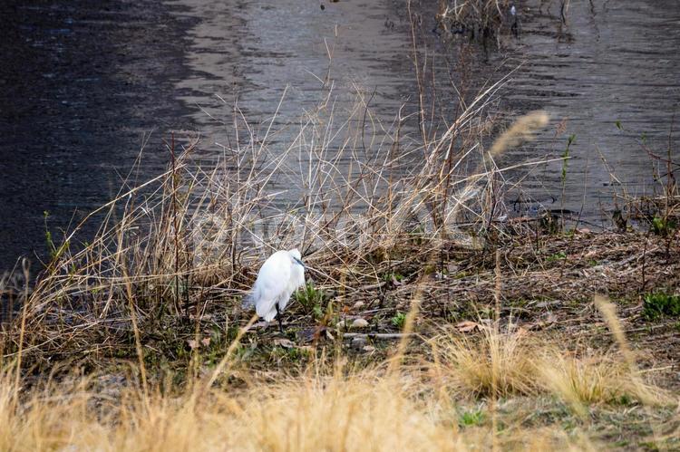 河原のサギ⑴ 河原のサギ⑴ サギ,鳥,野鳥の写真素材