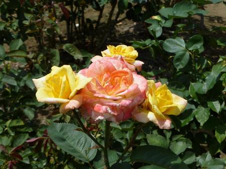 ピンクを黄色が取り囲むバラ園のバラ ピンクを黄色が取り囲むバラ園のバラ バラ,花,植物の写真素材