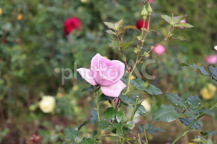 ドイツ生まれのピンクの薔薇、ニコール 薔薇,花,植物の写真素材