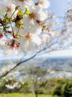 山桜 山桜の写真