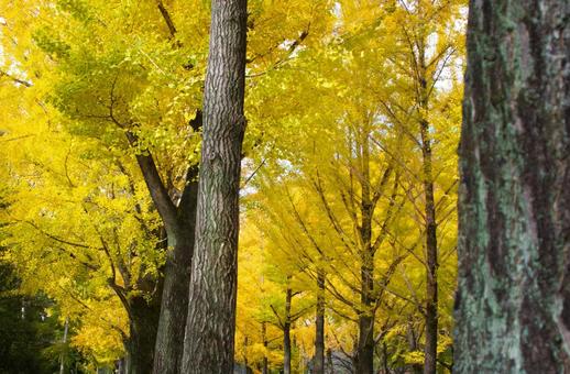 紅葉したイチョウの並木 秋,イチョウ,銀杏の写真素材