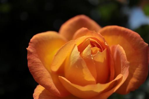 バラ園のきれいな薔薇を撮った写真です バラ園のきれいな薔薇を撮った写真です 花,薔薇,自然の写真素材