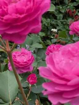薔薇 薔薇 横浜,自然,イングリッシュガーデンの写真素材