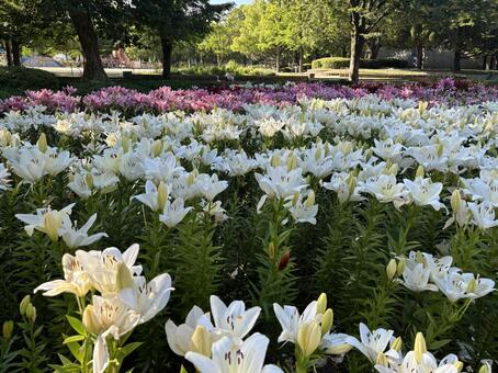 百合園 ユリ,花,公園の写真素材
