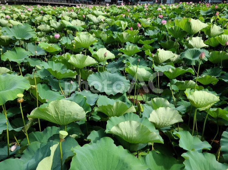 秋田にある美しい蓮の花畑 秋田,蓮,花畑の写真素材