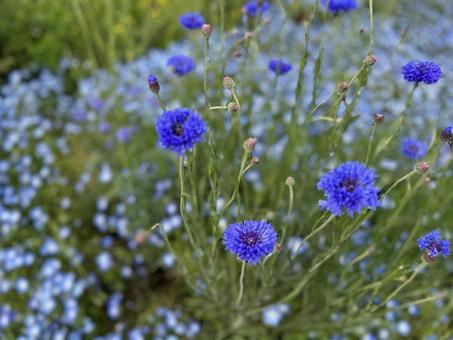 ヤグルマギク 矢車菊 鮮やかな青の花畑 ヤグルマギク 矢車菊 鮮やかな青の花畑の写真