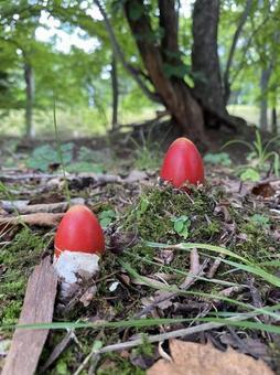タマゴタケの幼菌たち タマゴタケの幼菌たちの写真