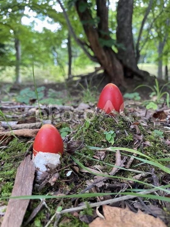 タマゴタケの幼菌たち きのこ,タマゴタケ,自然の写真素材