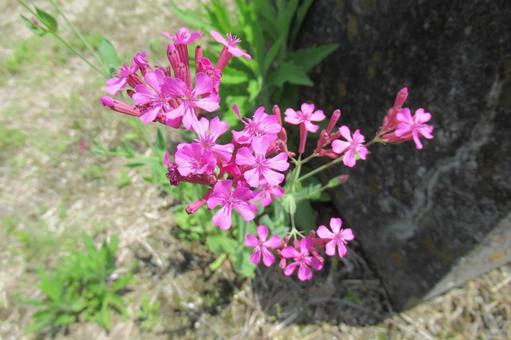 A flying finch blooming on the side of a block, JPG A flying finch blooming on the side of a block, JPG