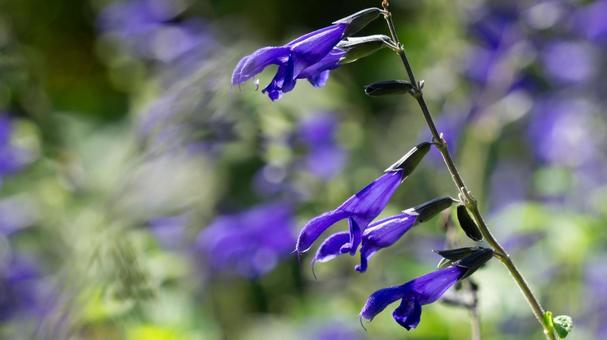 鮮やかな青紫のセージの花のアップ 鮮やかな青紫のセージの花のアップ サルビア,セージ,メドーセージの写真素材