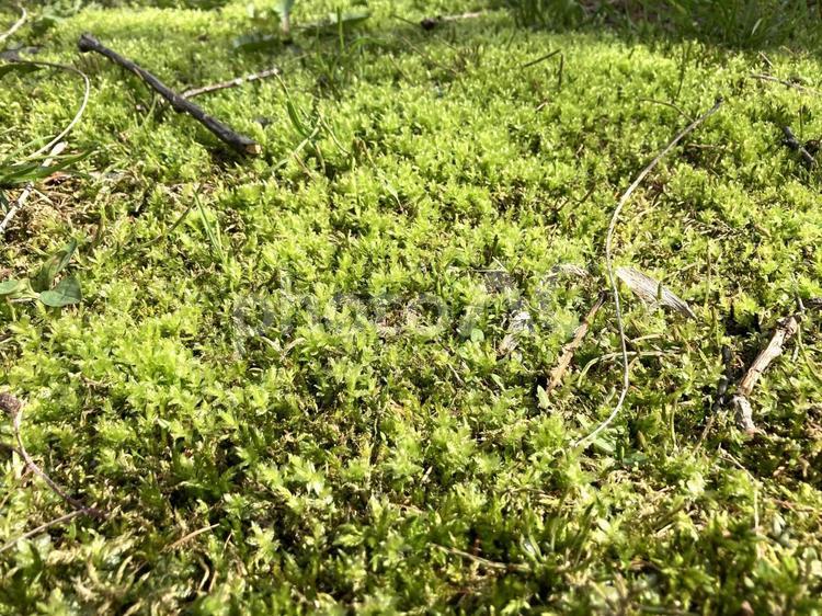 潤いの世界　コケ　地衣類 緑,自然,癒しの写真素材