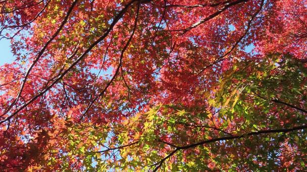 紅葉　鮮やかなグラデーション 紅葉,紅葉狩り,グラデーションの写真素材