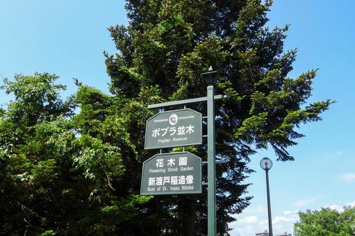 ポプラ並木看板 ポプラ並木看板 新緑,ポプラ並木,看板の写真素材