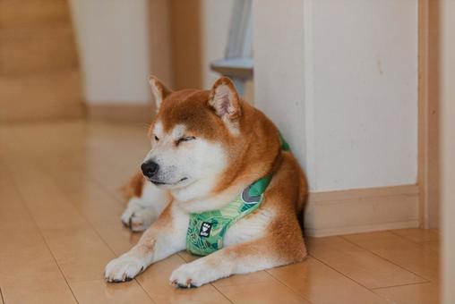 くつろいで眠くなった柴犬 くつろいで眠くなった柴犬の写真