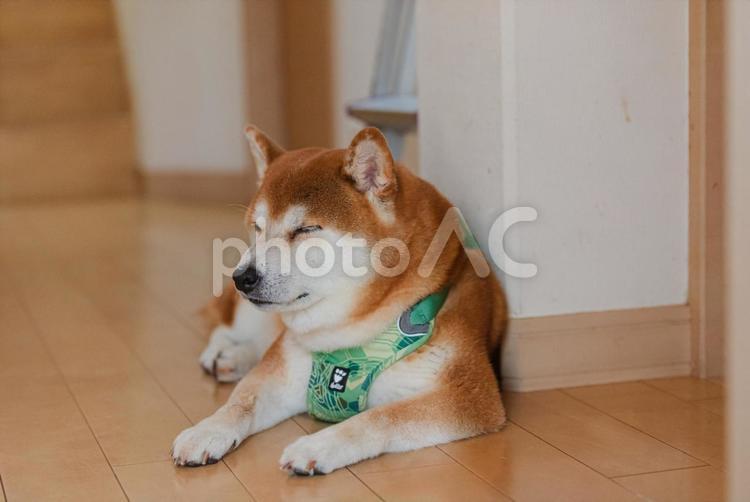 くつろいで眠くなった柴犬 柴犬,しばいぬ,日本犬の写真素材
