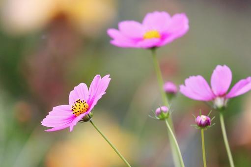 秋の美しいコスモスの花 秋の美しいコスモスの花の写真