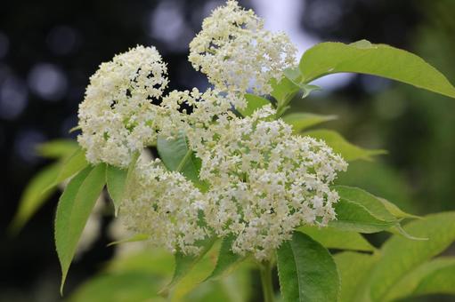 セイヨウニワトコの白い花のアップ セイヨウニワトコ,白い,花の写真素材