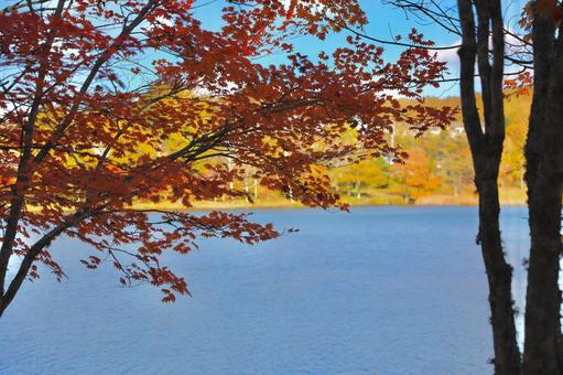 紅葉の女神湖 紅葉の女神湖 湖,風景,山の写真素材
