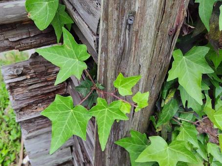 ツタ② ツタ,葉,ツルの写真素材