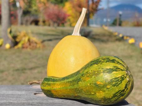 ミニパンプキン_2 パンプキン,かぼちゃ,オレンジパンプキンの写真素材