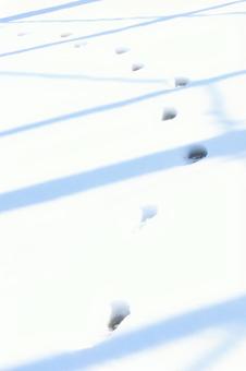 雪の足跡 雪,足跡,積雪の写真素材