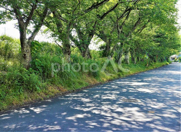 木漏れ日 木漏れ日,道,日差しの写真素材