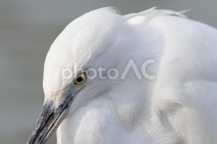 純白のサギ、静寂の佇まい サギ,鳥,野鳥の写真素材
