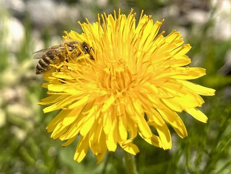 たんぽぽにミツバチ 09 蒲公英,花と虫,ツヅミクサの写真素材