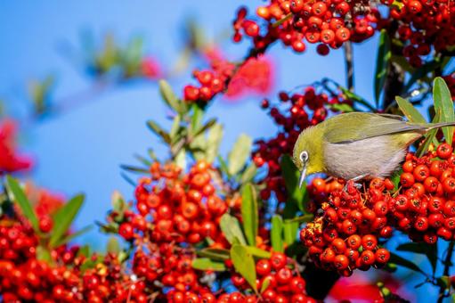 Pyracantha and Japanese white-eye copy space, JPG Pyracantha and Japanese white-eye copy space, JPG