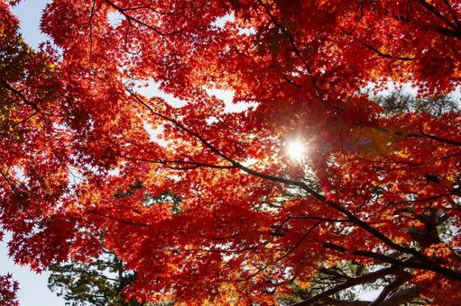 もみじ公園の秋⑶ 秋,紅葉,モミジの写真素材
