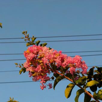 サルスベリと電線 サルスベリと電線 百日紅,サルスベリ,ピンク色の写真素材