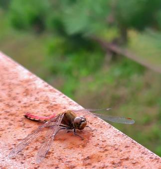 休憩中とんぼ とんぼ,赤いとんぼ,秋の写真素材