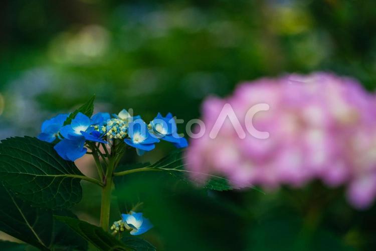 公園に咲くブルーのあじさい 東京,日本,西東京の写真素材