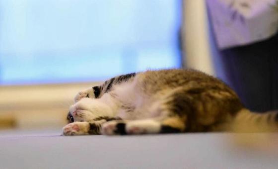 可愛いミケへそてん 可愛いミケへそてんの写真