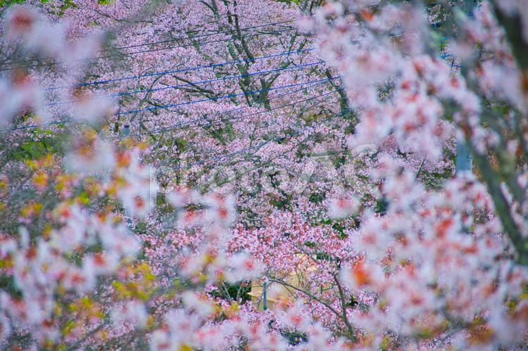 満開の桜の花びら 桜,春,花の写真素材