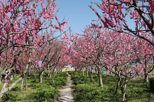 ハナモモ・花桃・Peach ハナモモ・花桃・Peachの写真