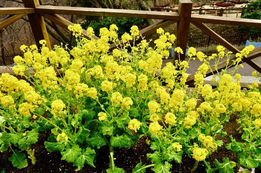 満開の菜の花 黄色い花,ボケ,植物の写真素材
