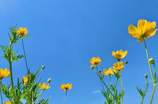 青空とキバナコスモス18 青空とキバナコスモス18 キバナコスモス,黄花秋桜,晴天の写真素材