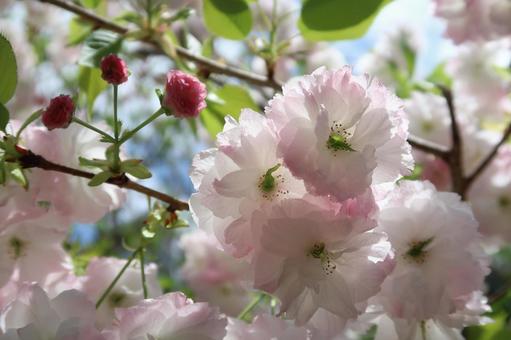 普賢象桜 サクラ 春の花 ピンクの花 普賢象桜 サクラ 春の花 ピンクの花 普賢象桜,サクラ,春の花の写真素材