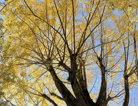 色づいたイチョウ 銀杏,イチョウ,紅葉の写真素材