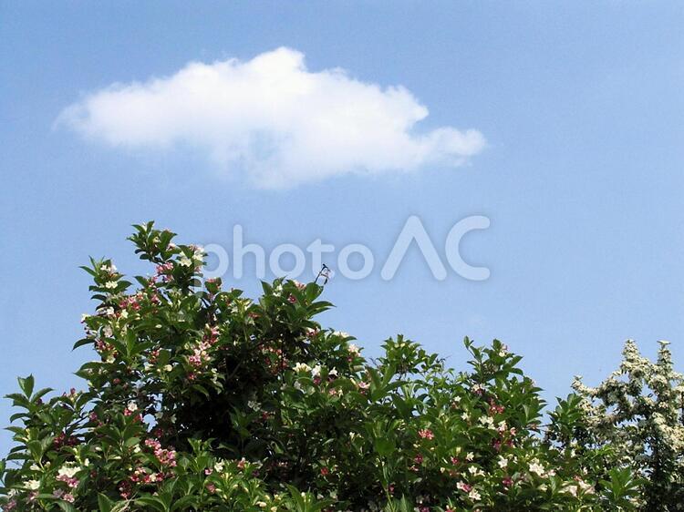 自然は演出家 初夏,花,雲の写真素材
